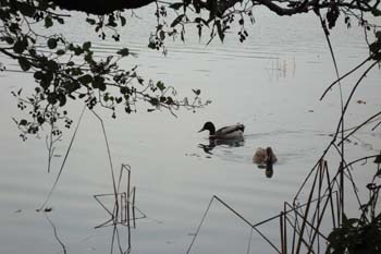 banyoles ci 046