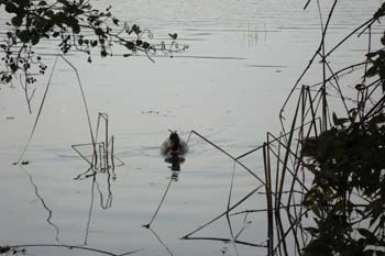 banyoles ci 047