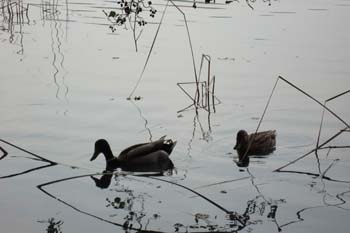 banyoles ci 048