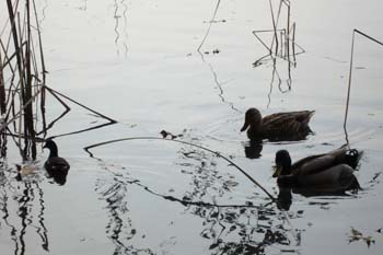 banyoles ci 051