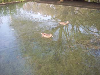 banyoles ei 03