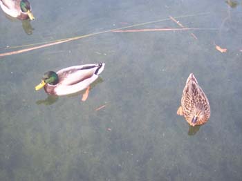 banyoles ei 05