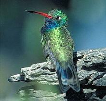 El colibri