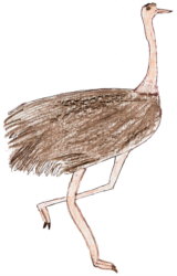 L'ocell més gran
