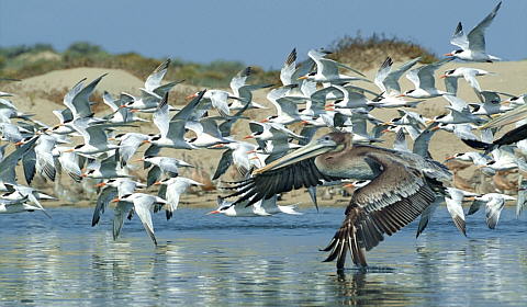 Ocells pescadors