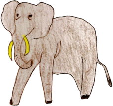 Elefant