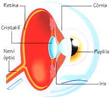 Globus ocular