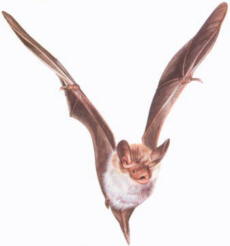 Ratpenat
