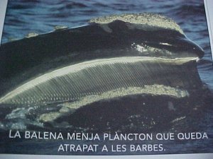 balena