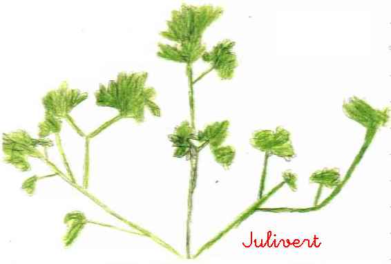 DIBUIX DEL JULIVERT