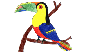 TUCAN TOCO