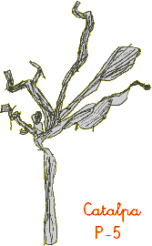 CATALPA ESPORGADA.- P5