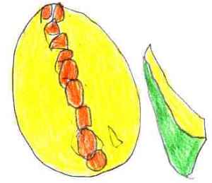 EL MEL (EDUCACI INFANTIL)