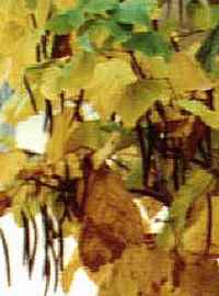 CATALPA DETALL DEL FRUIT