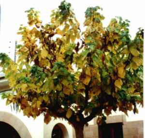 CATALPA.-  A LA FAANA DEL CEIP TIMORELL