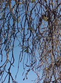 POLLANCRE AMERIC: DETALL DEL FRUIT.- PATI DEL CEIP CAMP CRUSAT