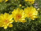 adonis pirinenc