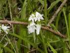 flor allium triquetrum