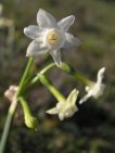 almesquí blanc