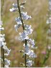 Anarrhinum bellidifolium