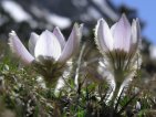 anemone pirinenca