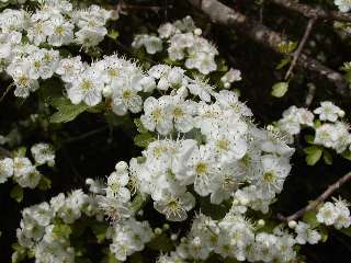flor arç blanc
