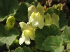 antirrhinum asarina