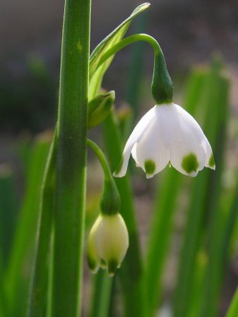 index flors blanques5