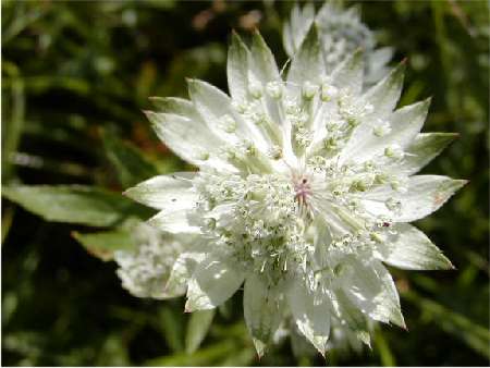 index flors blanques5