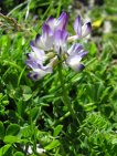 astragalus alpinus