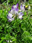 astragalus alpinus