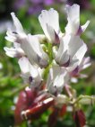 astragalus australis