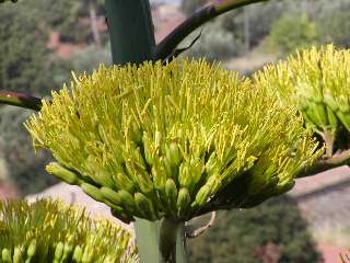 flor atzavara