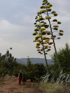 flor atzavara.