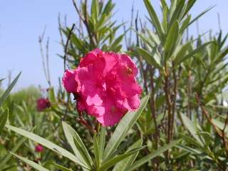 flor nerium oleander.