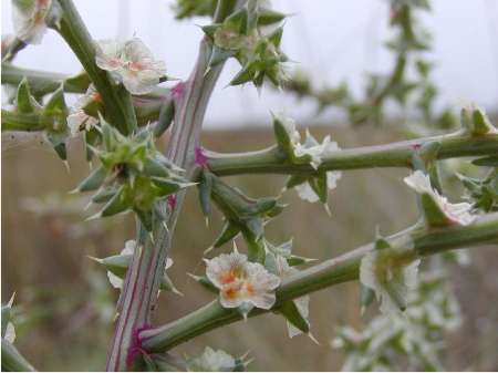 index flors blanques5