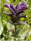 bartsia alpina