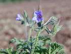 flor erodium ciconium