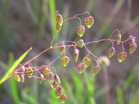 index flors verdes4