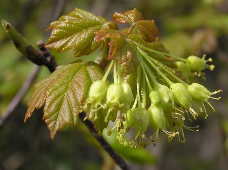 index flors verdes3