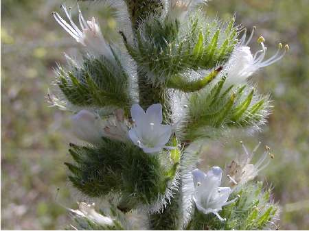 index flors blanques5