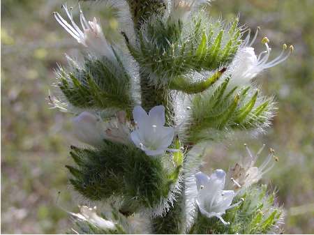 index flors blanques5