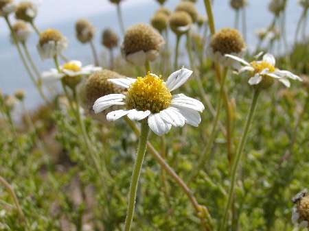 index flors blanques5