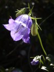 campaneta alpina