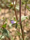 campanula erinus