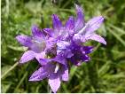 campanula glomerata