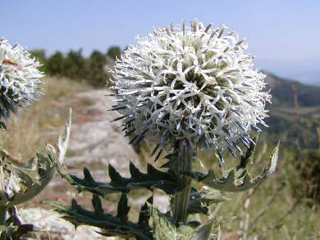 index flors blanques5