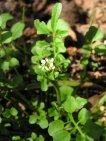 cardamine hirsuta