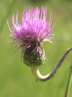 cardigassa tuberosa