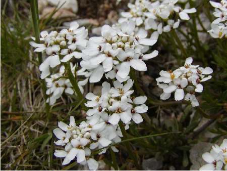 index flors blanques4